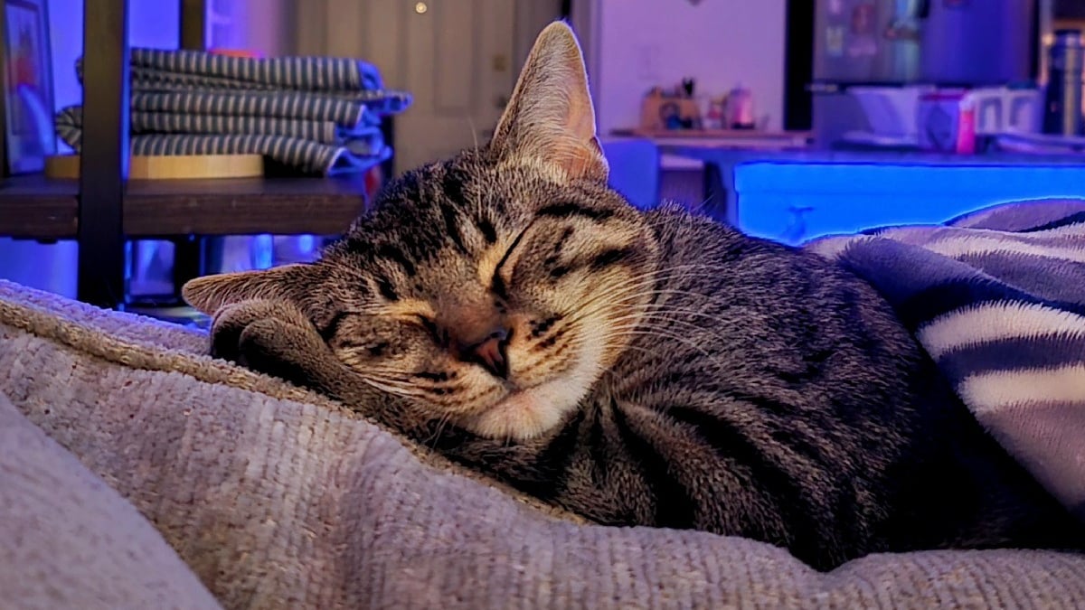 Illustration : "La posture de sommeil de ce chat fraîchement adopté dans un refuge en dit long sur le bonheur qu'il ressent"