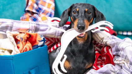 Illustration : La premi&egrave;re &eacute;dition de &laquo; Truffes & Fripes &raquo;, 2 jours d&rsquo;animations solidaires au profit de l&rsquo;association Kiweeto, se tiendra &agrave; Lyon les 30 et 31 janvier 2026
