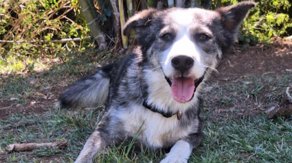 Illustration : Affam&eacute; et affaibli, ce chien d&eacute;cide de changer son destin en s&rsquo;infiltrant dans le jardin d&rsquo;une b&eacute;n&eacute;vole