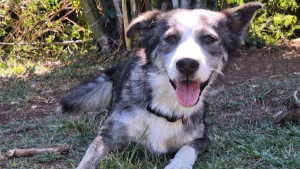 Illustration : Affamé et affaibli, ce chien décide de changer son destin en s’infiltrant dans le jardin d’une bénévole