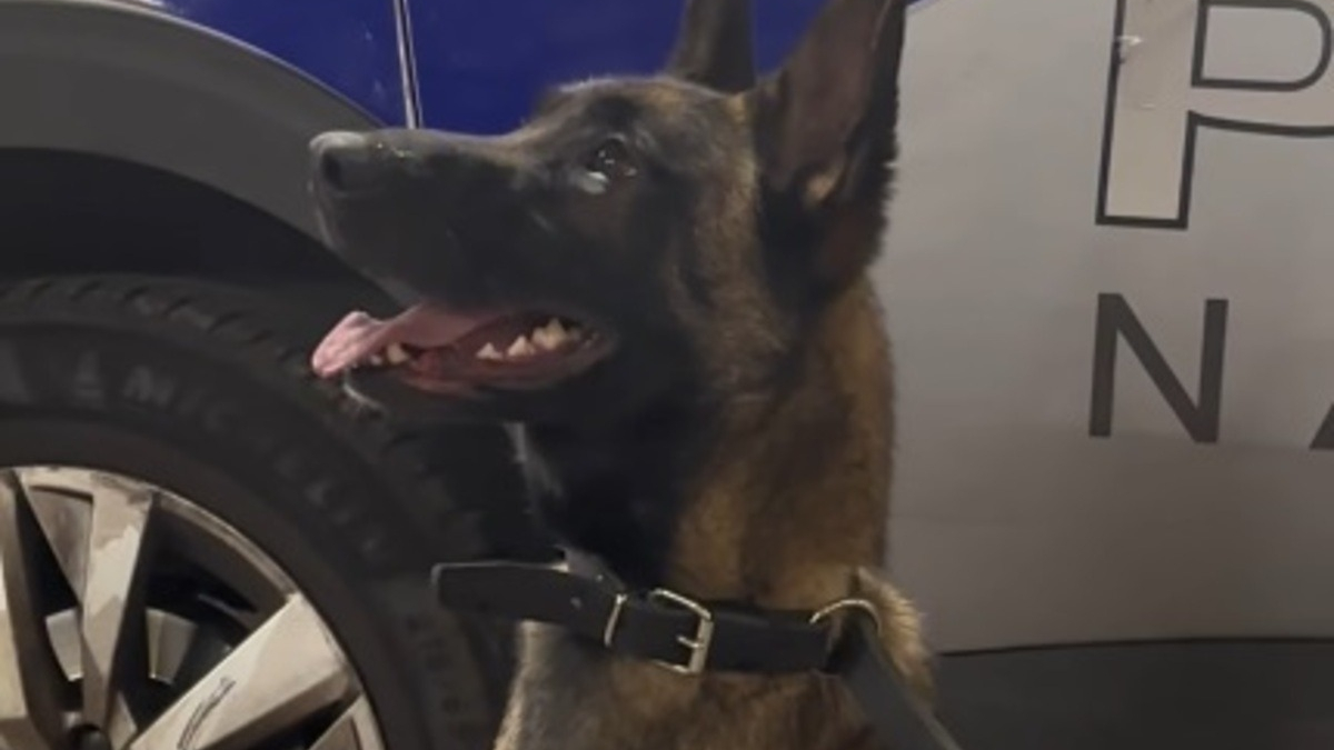 Illustration : "Recueilli par la SPA après un abandon, ce chien rebondit dans la police où il révèle un flair exceptionnel"