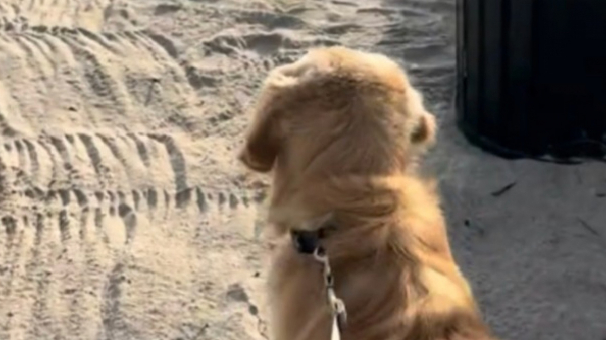 Illustration : "Comme son grand frère aujourd’hui disparu, ce jeune Golden Retriever découvre l’océan avec un émerveillement touchant (vidéo)"