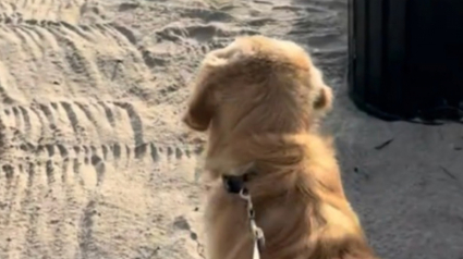 Illustration : Comme son grand fr&egrave;re aujourd&rsquo;hui disparu, ce jeune Golden Retriever d&eacute;couvre l&rsquo;oc&eacute;an avec un &eacute;merveillement touchant (vid&eacute;o)