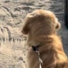 Illustration : Comme son grand fr&egrave;re aujourd&rsquo;hui disparu, ce jeune Golden Retriever d&eacute;couvre l&rsquo;oc&eacute;an avec un &eacute;merveillement touchant (vid&eacute;o)