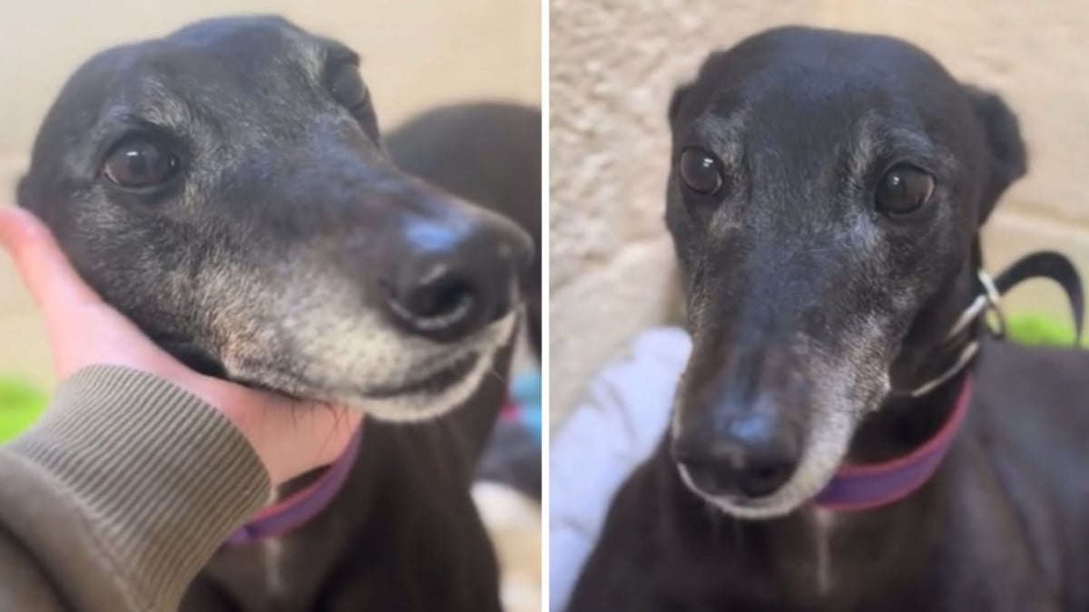 Illustration : "Abandonnée car ses propriétaires ont eu un bébé, cette chienne de 8 ans espère une nouvelle famille prête à l’aimer sans condition"