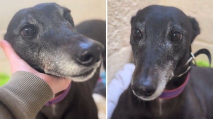 Illustration : Abandonn&eacute;e car ses propri&eacute;taires ont eu un b&eacute;b&eacute;, cette chienne de 8 ans esp&egrave;re une nouvelle famille pr&ecirc;te &agrave; l&rsquo;aimer sans condition