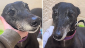 Illustration : Abandonnée car ses propriétaires ont eu un bébé, cette chienne de 8 ans espère une nouvelle famille prête à l’aimer sans condition