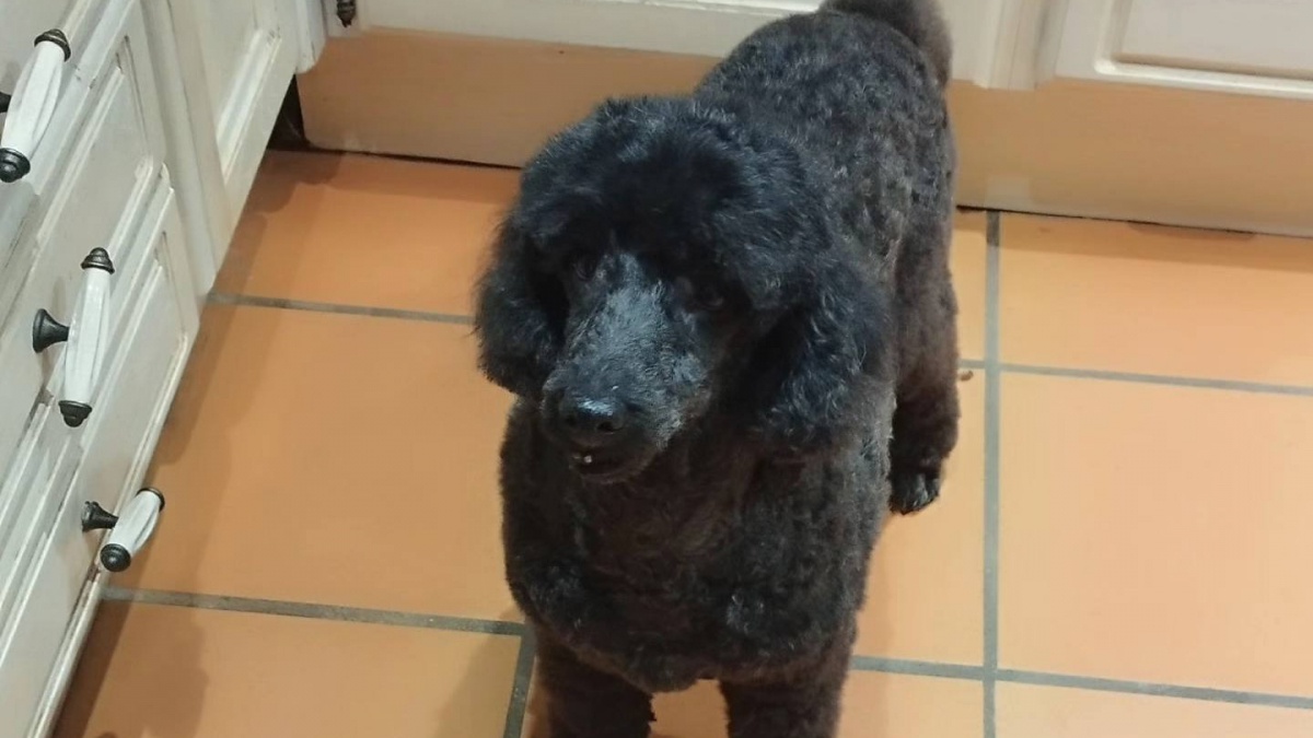 Illustration : "Confié en urgence à sa toiletteuse après l'hospitalisation de son maître, ce Caniche de 10 ans a ému la France entière avant de trouver le foyer idéal"
