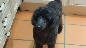 Illustration : Confié en urgence à sa toiletteuse après l'hospitalisation de son maître, ce Caniche de 10 ans a ému la France entière avant de trouver le foyer idéal