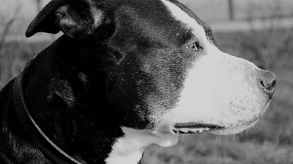 Illustration : La police met fin &agrave; la d&eacute;tresse de 15 chiens forc&eacute;s &agrave; se battre et d&eacute;tenus dans des conditions inimaginables