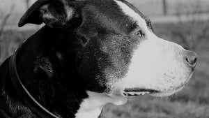 Illustration : La police met fin &agrave; la d&eacute;tresse de 15 chiens forc&eacute;s &agrave; se battre et d&eacute;tenus dans des conditions inimaginables