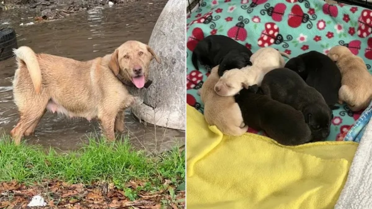 Illustration : "En pleine inondation, une jeune fille découvre une chienne et ses chiots abandonnés à leur sort dans une niche envahie par l’eau"