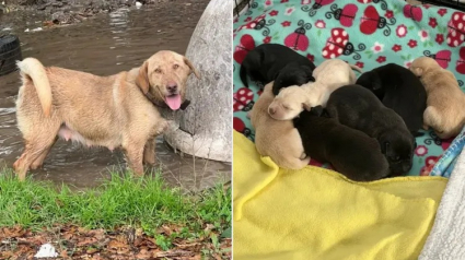 Illustration : En pleine inondation, une jeune fille d&eacute;couvre une chienne et ses chiots abandonn&eacute;s &agrave; leur sort dans une niche envahie par l&rsquo;eau