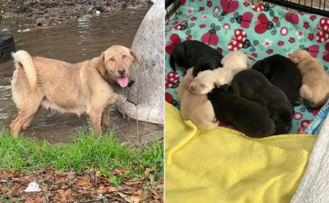 En pleine inondation, une jeune fille découvre une chienne et ses chiots abandonnés à leur sort dans une niche envahie par l’eau