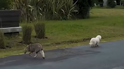 Illustration : Un joggeur voyant un chien suivi de tr&egrave;s pr&egrave;s par un renard d&eacute;cide de l'escorter jusque chez lui pour le prot&eacute;ger (vid&eacute;o)