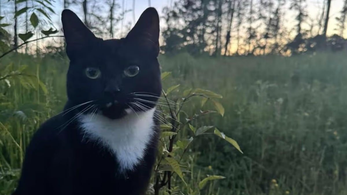 Illustration : "« C'est un miracle qu'il soit encore là », un chat porté disparu depuis des mois survit à 5 collisions avant de retrouver sa famille"