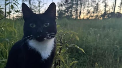 Illustration : &laquo; C'est un miracle qu'il soit encore l&agrave; &raquo;, un chat port&eacute; disparu depuis des mois survit &agrave; 5 collisions avant de retrouver sa famille