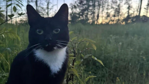 Illustration : "« C'est un miracle qu'il soit encore là », un chat porté disparu depuis des mois survit à 5 collisions avant de retrouver sa famille"