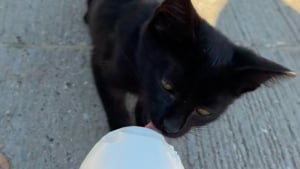 Illustration : "« C’était comme si elle m’attendait », une petite chatte errante se laisse apprivoiser avec une glace et change de destin (vidéo)"