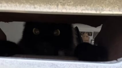 Illustration : Subissant quotidiennement la col&egrave;re d'une chatte, le facteur d&eacute;couvre un mot touchant de la part de sa propri&eacute;taire (vid&eacute;o)