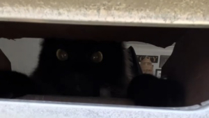 Illustration : Subissant quotidiennement la colère d'une chatte, le facteur découvre un mot touchant de la part de sa propriétaire (vidéo)