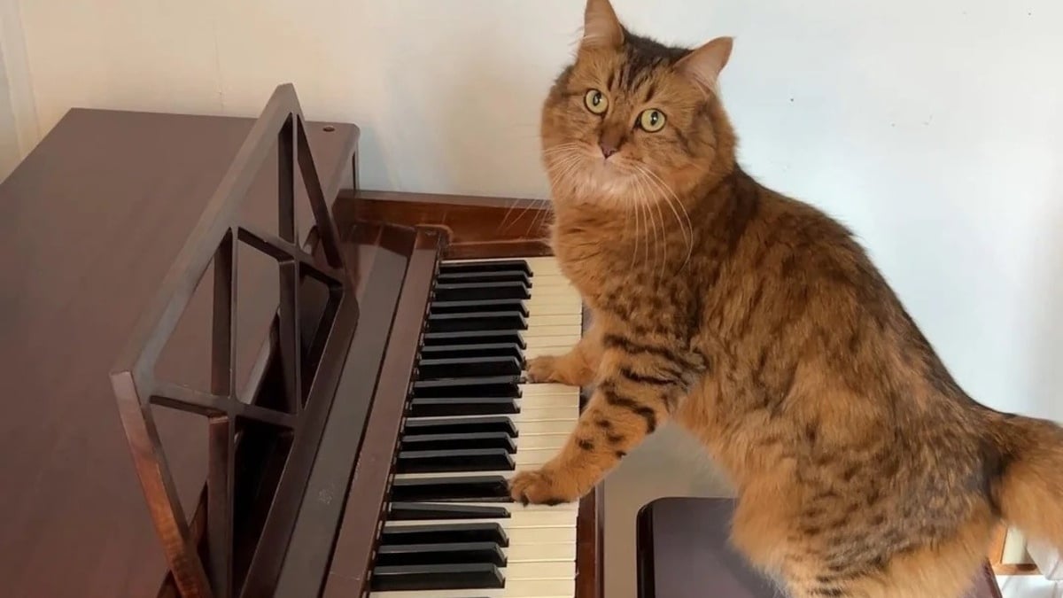 Illustration : "Toutes les nuits, cette chatte mélomane ayant un chien pour prof de musique saute sur le piano pour faire ses gammes"