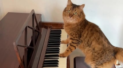 Illustration : Toutes les nuits, cette chatte m&eacute;lomane ayant un chien pour prof de musique saute sur le piano pour faire ses gammes