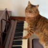 Illustration : Toutes les nuits, cette chatte m&eacute;lomane ayant un chien pour prof de musique saute sur le piano pour faire ses gammes
