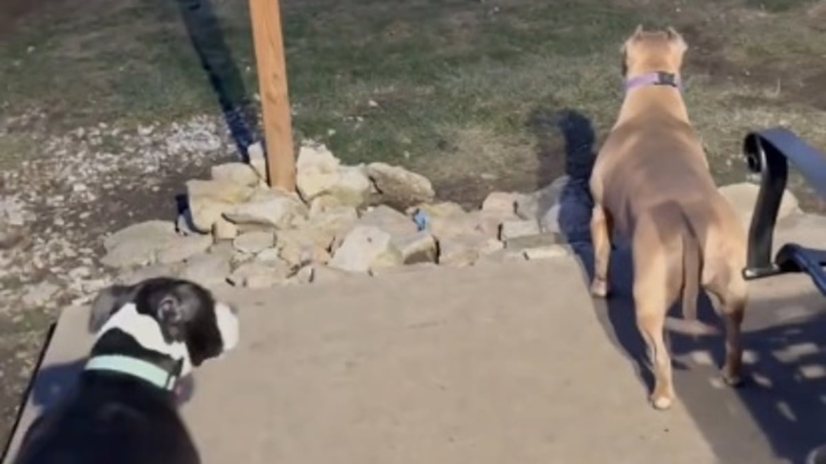 Illustration : "2 Pitbulls s’inquiètent en constatant l’absence des chiots censés jouer dans le jardin, mais la joie des retrouvailles ne tarde pas (vidéo)"