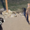 Illustration : 2 Pitbulls s&rsquo;inqui&egrave;tent en constatant l&rsquo;absence des chiots cens&eacute;s jouer dans le jardin, mais la joie des retrouvailles ne tarde pas (vid&eacute;o)