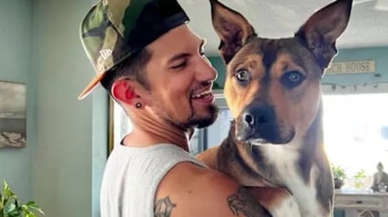 Illustration : Apr&egrave;s avoir vu son ma&icirc;tre renvers&eacute; par une voiture, ce chien paniqu&eacute; dispara&icirc;t et d&eacute;clenche une &eacute;norme op&eacute;ration pour &ecirc;tre retrouv&eacute;