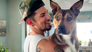 Illustration : Après avoir vu son maître renversé par une voiture, ce chien paniqué disparaît et déclenche une énorme opération pour être retrouvé