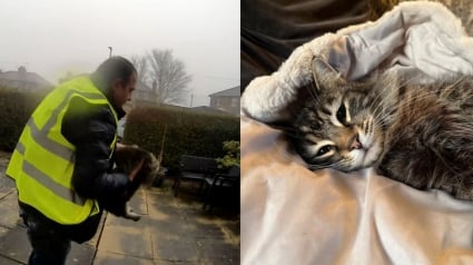 Illustration : Inquiet de ne pas retrouver sa chatte malade en rentrant, il d&eacute;couvre le geste insens&eacute; du livreur sur les images de vid&eacute;osurveillance 