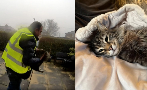 Inquiet de ne pas retrouver sa chatte malade en rentrant, il découvre le geste insensé du livreur sur les images de vidéosurveillance 