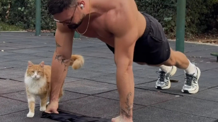 Illustration : "Je suis instantan&eacute;ment tomb&eacute; amoureux", une chatte errante s&rsquo;approche d&rsquo;un homme faisant du sport et agit comme s&rsquo;ils se connaissaient depuis toujours