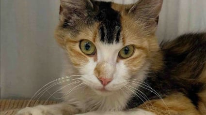 Illustration : Trouv&eacute;e seule sur un terrain de football, une chatte adulte ayant le poids d&rsquo;un chaton parcourt un long chemin pour obtenir ce qu&rsquo;elle a toujours d&eacute;sir&eacute;