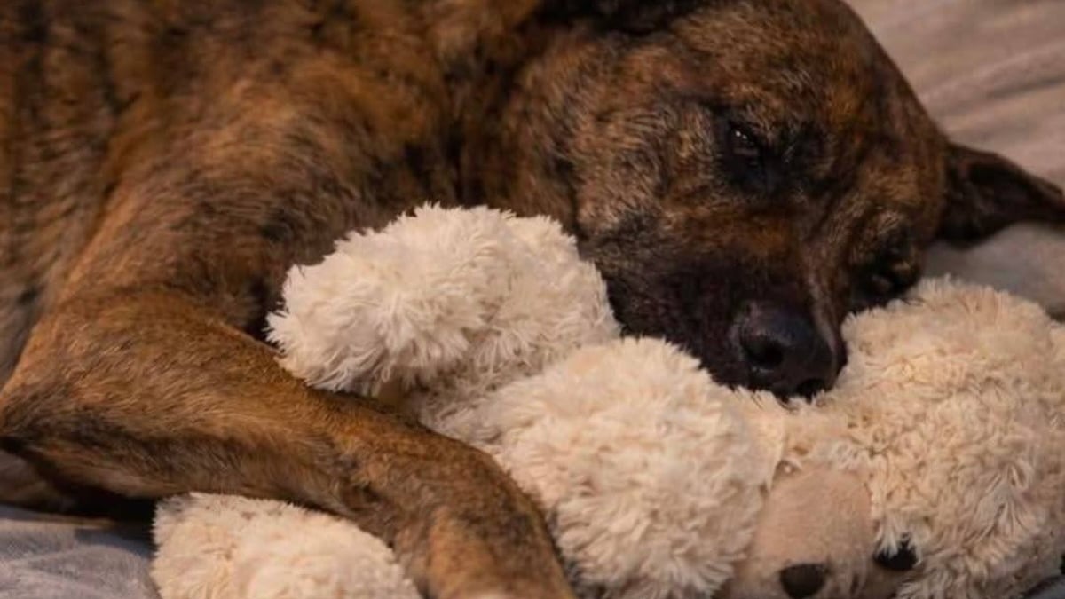 Illustration : "Des nouvelles du chien ayant volé la peluche dans un centre commercial, son adoptant promet qu'il « ne connaîtra plus jamais l’abandon ni la solitude dans la rue » (vidéo)"