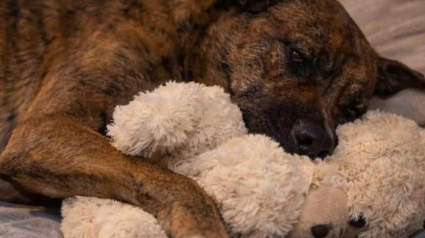 Illustration : Des nouvelles du chien ayant vol&eacute; la peluche dans un centre commercial, son adoptant promet qu'il &laquo; ne conna&icirc;tra plus jamais l&rsquo;abandon ni la solitude dans la rue &raquo; (vid&eacute;o)