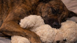 Illustration : Des nouvelles du chien ayant volé la peluche dans un centre commercial, son adoptant promet qu'il « ne connaîtra plus jamais l’abandon ni la solitude dans la rue » (vidéo)