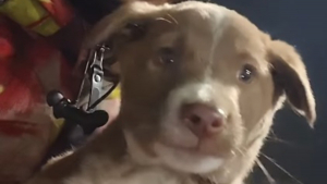 Illustration : Le destin d'un chiot errant frôlant le pire sur la route bascule en rencontrant un livreur à moto (vidéo)