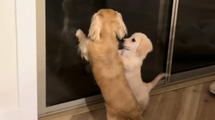 Illustration : Ce chiot Teckel apprend tout au contact de sa grande soeur, y compris &agrave; demander &agrave; sortir (vid&eacute;o)