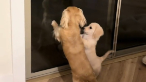 Illustration : Ce chiot Teckel apprend tout au contact de sa grande soeur, y compris à demander à sortir (vidéo)