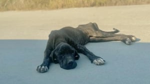 Illustration : "« J’ai fondu en larmes », une chienne affamée, trop faible pour marcher, remue encore la queue pour sa sauveteuse (vidéo)"