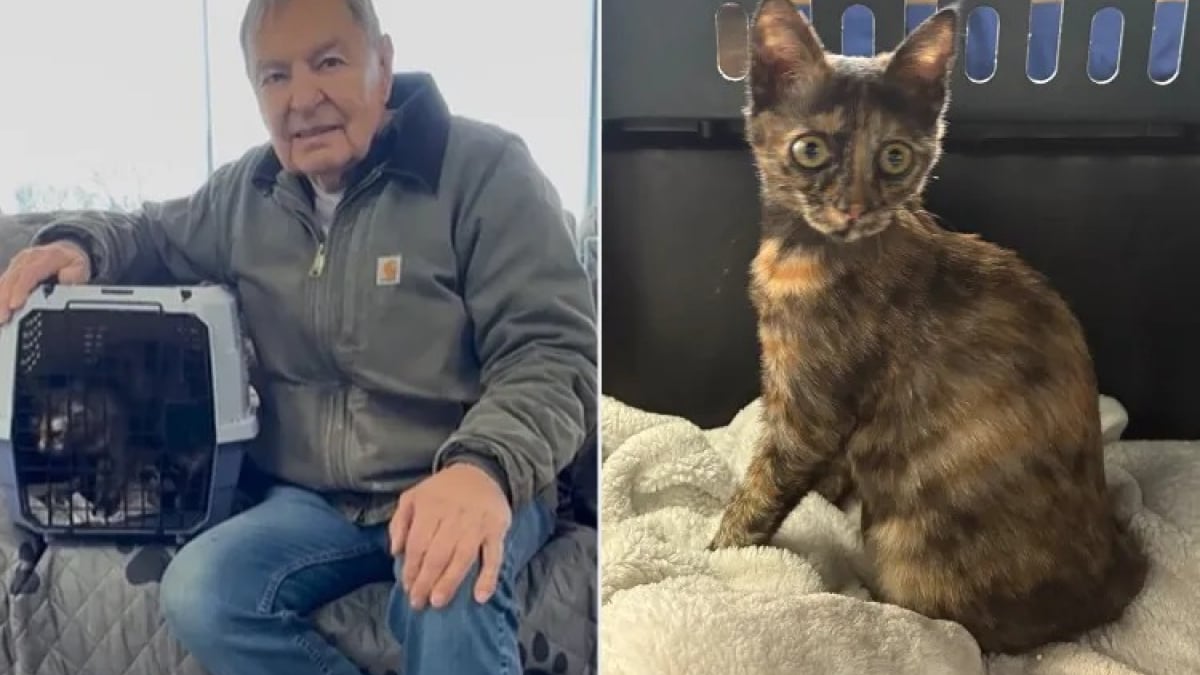 Illustration : "« Ils avaient besoin l'un de l'autre », un chaton sauvé par l’armée redonne le sourire à un vétéran endeuillé (vidéo)"