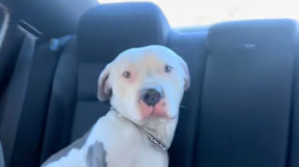 Illustration : Pour retrouver son ma&icirc;tre sans-abri disparu, un Pitbull affectueux n&rsquo;h&eacute;site pas &agrave; sauter dans la voiture d&rsquo;une inconnue (vid&eacute;o)