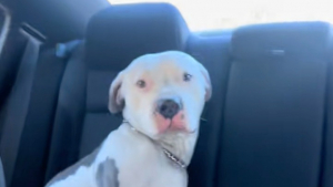 Illustration : Pour retrouver son maître sans-abri disparu, un Pitbull affectueux n’hésite pas à sauter dans la voiture d’une inconnue (vidéo)