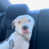 Illustration : Pour retrouver son ma&icirc;tre sans-abri disparu, un Pitbull affectueux n&rsquo;h&eacute;site pas &agrave; sauter dans la voiture d&rsquo;une inconnue (vid&eacute;o)