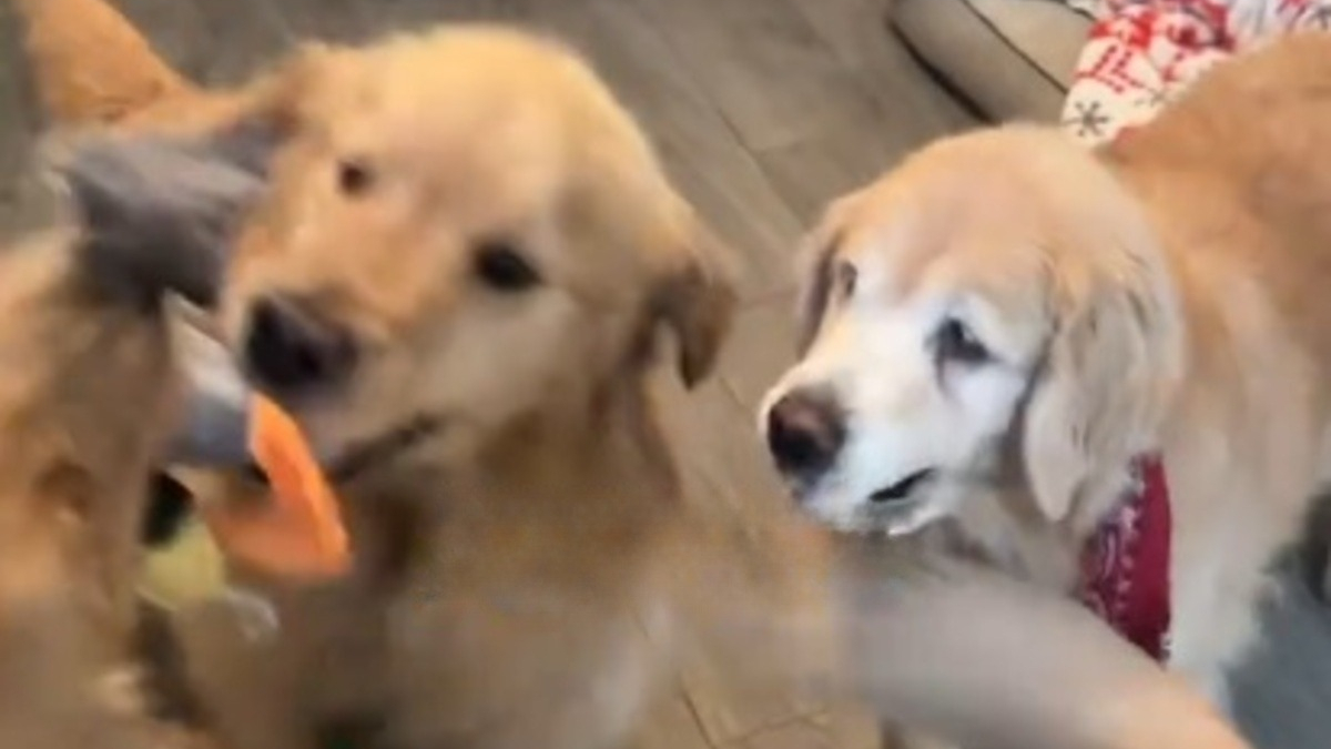 Illustration : "Refusant de se laisser abattre par le poids des années, cette Golden Retriever séniore fait de son mieux pour continuer à jouer avec les plus jeunes (vidéo)"
