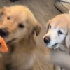 Illustration : Refusant de se laisser abattre par le poids des ann&eacute;es, cette Golden Retriever s&eacute;niore fait de son mieux pour continuer &agrave; jouer avec les plus jeunes (vid&eacute;o)