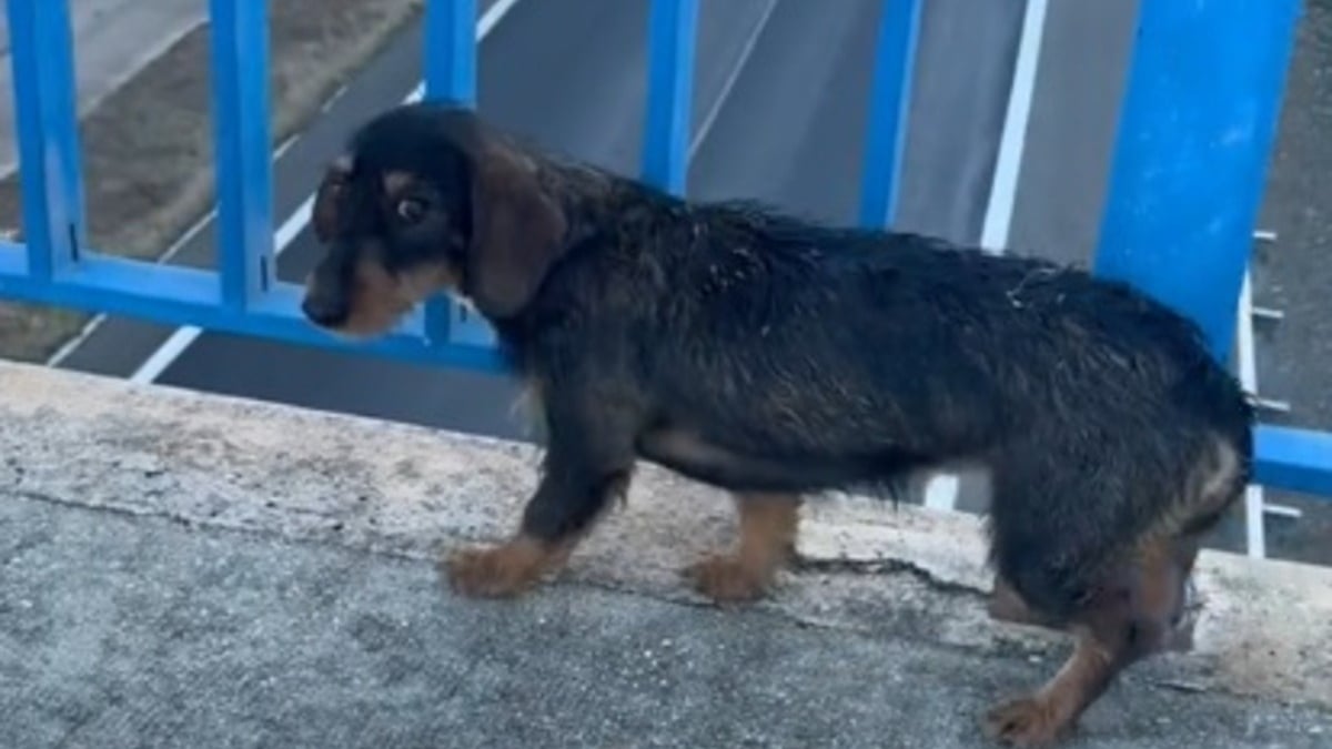 Illustration : "Il découvre une Teckel seule et terrifiée sur un pont, toute la famille se mobilise pour la soigner et réconforter (vidéo)"